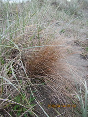 Carex testacea