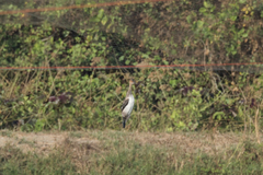 Tachybaptus ruficollis poggei