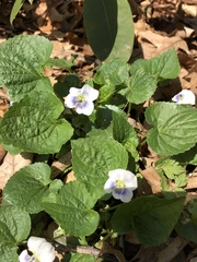 Viola canadensis