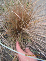 Carex testacea