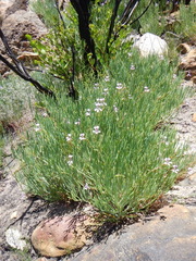 Pelargonium laevigatum oxyphyllum