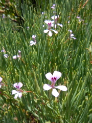 Pelargonium laevigatum oxyphyllum