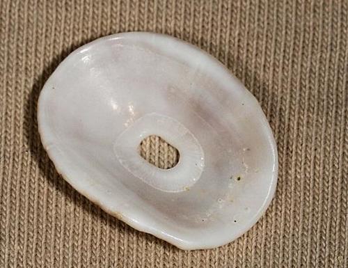 Dendrofissurella scutellum