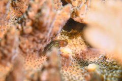 Gobiodon prolixus