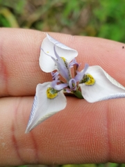 Moraea fergusoniae
