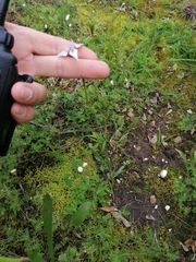 Moraea fergusoniae
