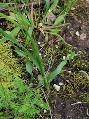 Moraea fergusoniae