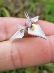 Moraea fergusoniae