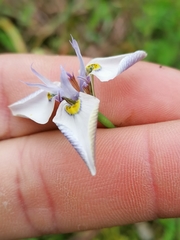 Moraea fergusoniae