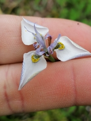 Moraea fergusoniae