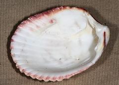 Vasticardium rubicundum