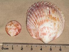 Vasticardium rubicundum