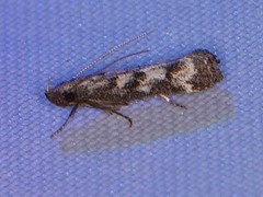 Dichomeris inversella