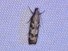 Dichomeris inversella