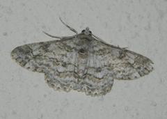 Ascotis reciprocaria