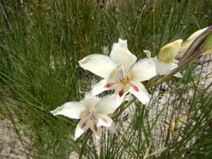 Gladiolus angustus