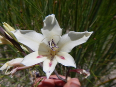 Gladiolus angustus