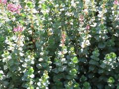 Rotala rotundifolia