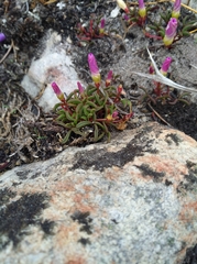 Oxalis stokoei