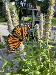 Danaus plexippus