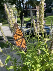 Danaus plexippus