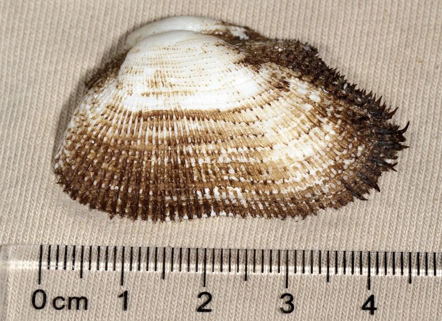Cucullaearca foliata