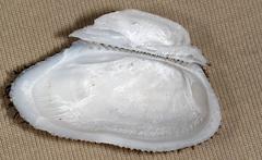 Barbatia foliata