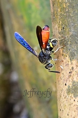 Leucospis petiolata