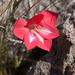Gladiolus carmineus - Photo (c) Carina Lochner,  זכויות יוצרים חלקיות (CC BY-NC), הועלה על ידי Carina Lochner
