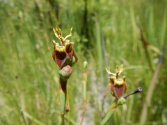 Moraea inconspicua