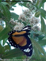 Papilio dardanus cenea