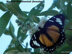 Papilio dardanus cenea