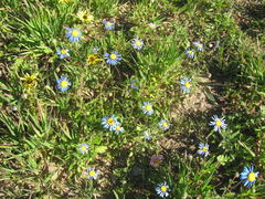 Amellus strigosus strigosus