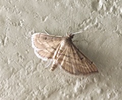 Marasmia