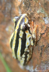 Hyperolius marmoratus taeniatus