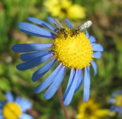 Amellus strigosus strigosus