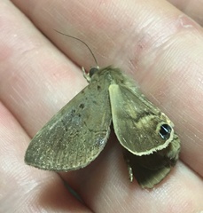 Litoprosopus futilis