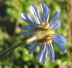 Amellus strigosus strigosus