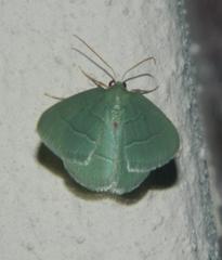 Chlorissa attenuata