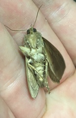 Litoprosopus futilis