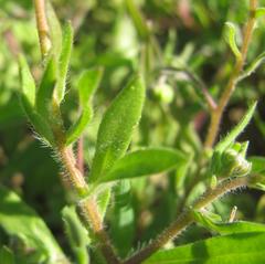 Amellus strigosus strigosus