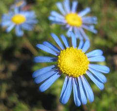 Amellus strigosus strigosus