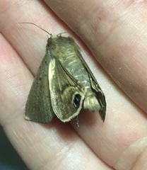 Litoprosopus futilis