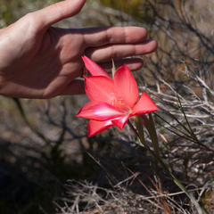 Gladiolus carmineus