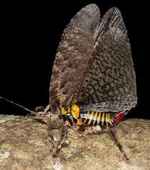 Cymatomera denticollis