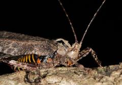 Cymatomera denticollis