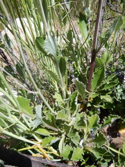 Salvia albicaulis