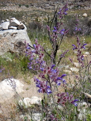 Salvia albicaulis