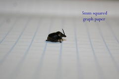 Onthophagus obtusicornis