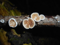 Crepidotus versutus